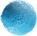 bacteria
