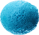 bacteria-top