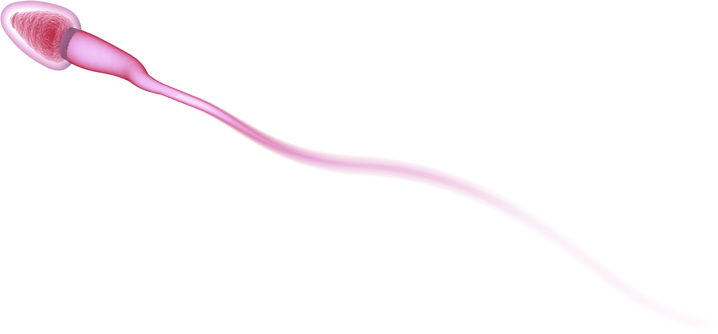 main-sperm